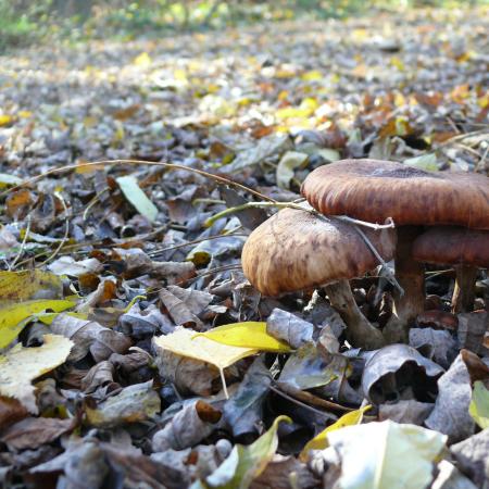 Грибы теперь растут здесь прямо на бывшем асфальте.